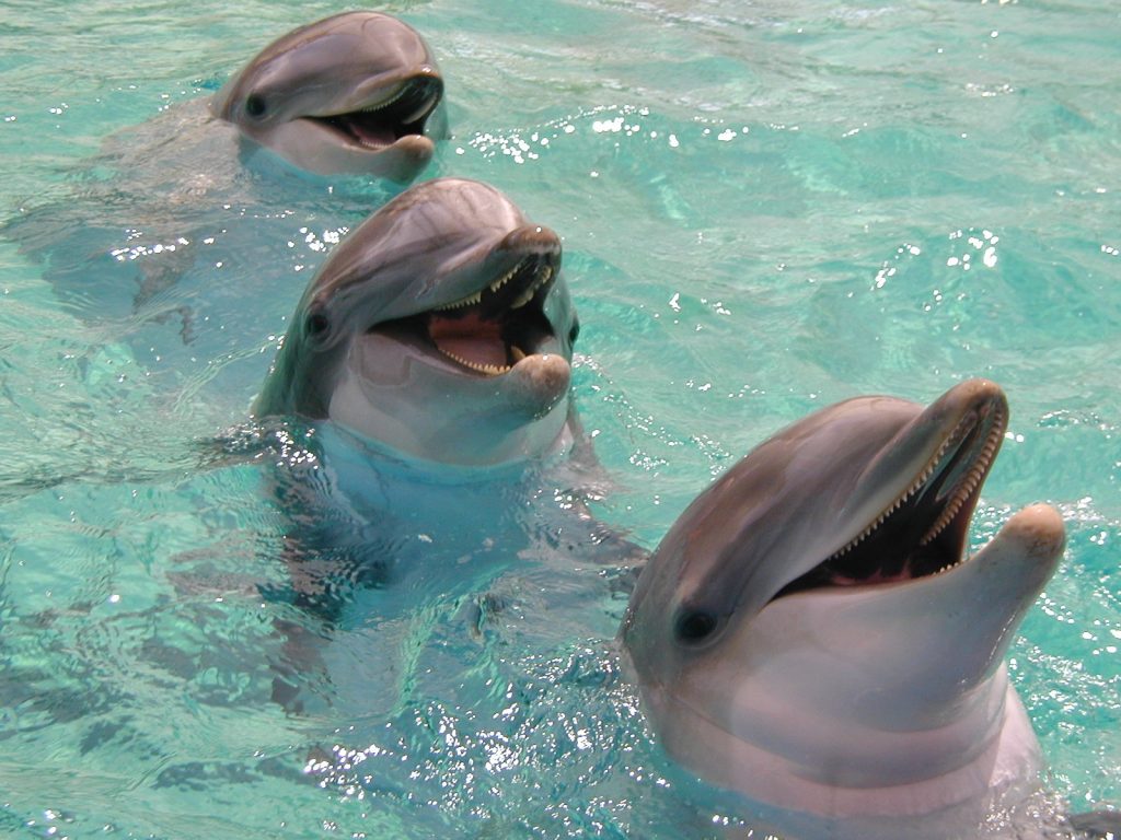 A set of Dolphins laughing at the crowd. Clear water.